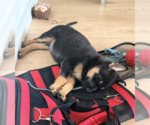 Small #4 German Shepherd Dog Mix