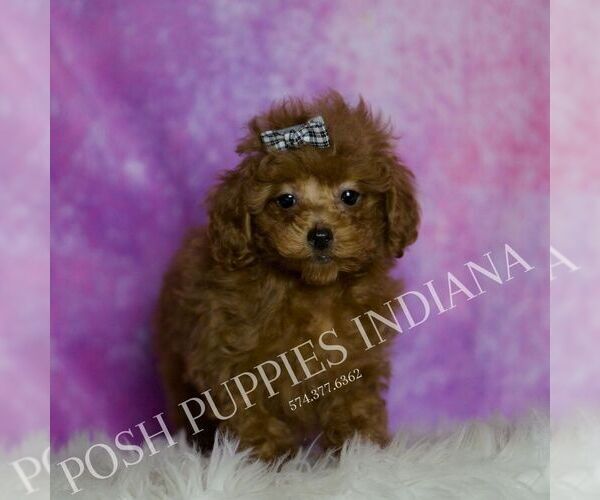 Medium Photo #2 Poodle (Miniature) Puppy For Sale in WARSAW, IN, USA