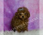 Small #1 Poodle (Miniature)