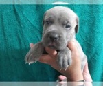 Small Photo #9 Cane Corso Puppy For Sale in COLUMBIA, SC, USA