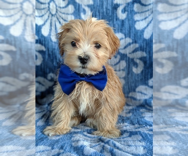 Medium Photo #2 ShihPoo Puppy For Sale in LANCASTER, PA, USA