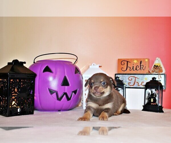 Medium Photo #1 Chihuahua Puppy For Sale in CHARLESTON, AR, USA