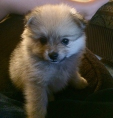 Pomeranian Puppy for sale in LAFAYETTE, LA, USA