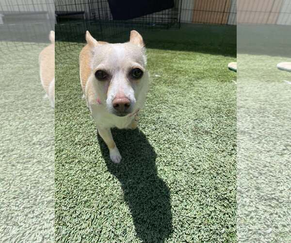 Medium Photo #1 Chihuahua-Unknown Mix Puppy For Sale in Tempe , AZ, USA