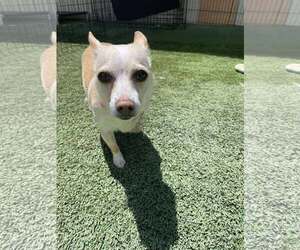 Chihuahua-Unknown Mix Dogs for adoption in Tempe , AZ, USA