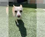 Small Chihuahua Mix