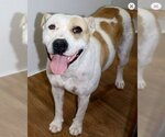 Small Staffordshire Bull Terrier Mix