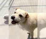 Small #3 Cairn Terrier Mix
