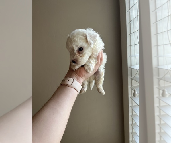 Medium Photo #3 Bichon Frise Puppy For Sale in ELDERWOOD, CA, USA