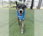 Small #1 Staffordshire Bull Terrier Mix