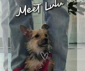Lil Lulu - Female Mutt Dog for Adoption - Photo #4