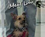 Small Photo #4 Mutt Puppy For Sale in Aurora, IN, USA