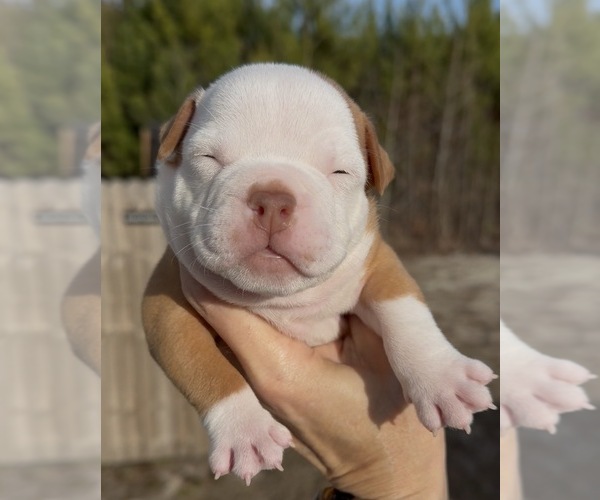 Medium Photo #1 American Bully Puppy For Sale in LORIS, SC, USA