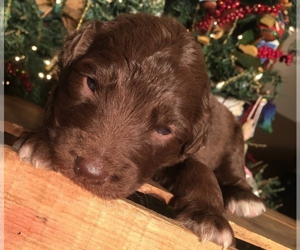 Medium Photo #8 F2 Aussiedoodle Puppy For Sale in ARBA, IN, USA