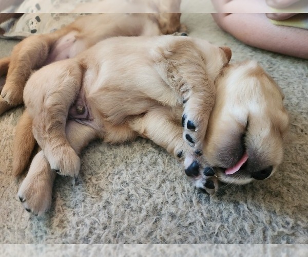 Medium Photo #9 Golden Retriever Puppy For Sale in RINDGE, NH, USA