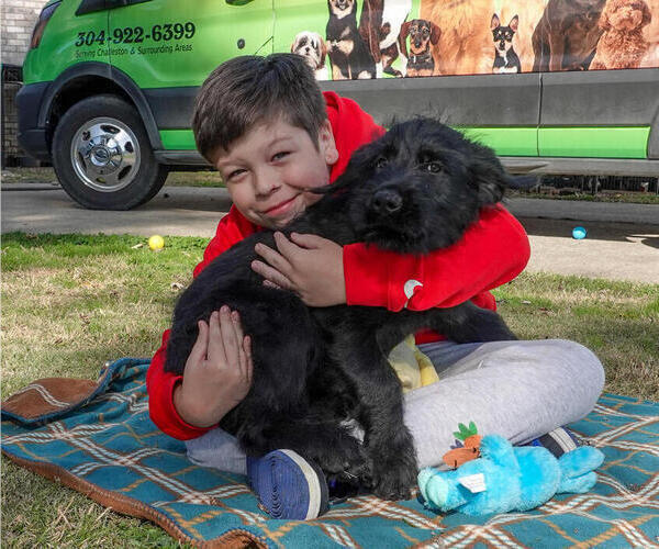 Medium Photo #35 Black Russian Terrier Puppy For Sale in S CHARLESTON, WV, USA