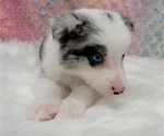 Small Photo #17 Border Collie Puppy For Sale in BLAKESBURG, IA, USA