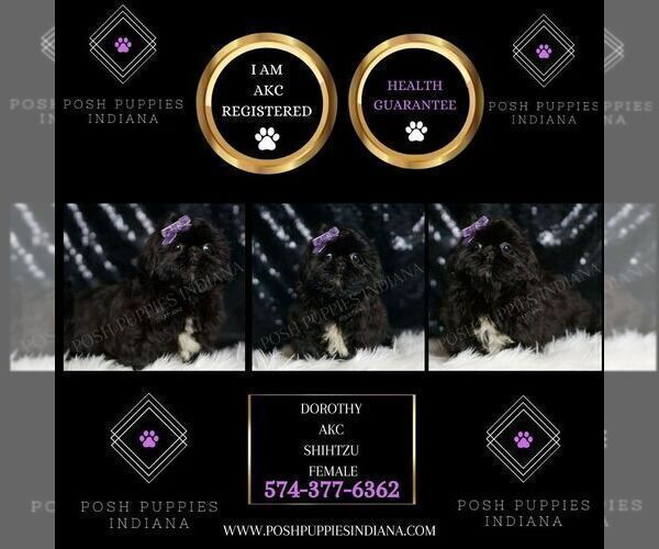 Medium Photo #2 Shih Tzu Puppy For Sale in WARSAW, IN, USA