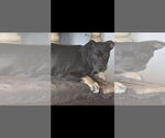 Small #6 Dachshund Mix