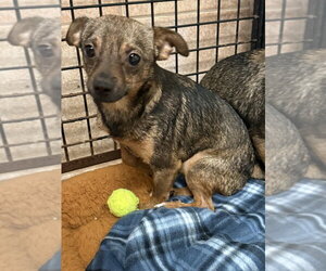 Zariah - Male Chihuahua-Unknown Mix Dog for Adoption - Photo #4