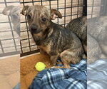 Small #3 Chihuahua Mix