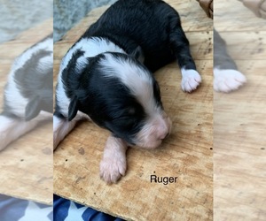 Australian Shepherd Puppy for sale in ARBA, IN, USA