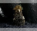 Small #6 Poodle (Miniature)