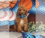 Small Photo #2 Miniature Labradoodle Puppy For Sale in NOTTINGHAM, PA, USA
