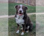 Small #1 Australian Shepherd