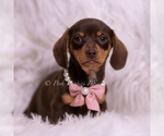 Small Photo #63 Dachshund Puppy For Sale in WARSAW, IN, USA