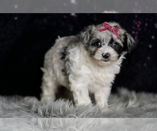 Medium Photo #74 Morkie Puppy For Sale in WARSAW, IN, USA