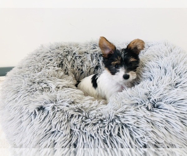 Medium Photo #4 Yorkshire Terrier Puppy For Sale in MILWAUKEE, WI, USA