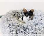 Small #3 Yorkshire Terrier