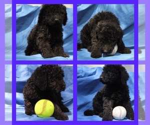 Goldendoodle-Poodle (Standard) Mix Puppy for sale in MATTOON, IL, USA