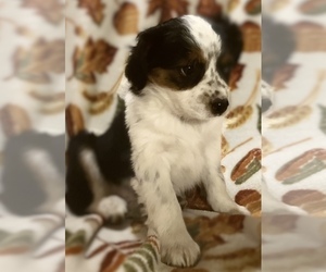 Jack Russell Terrier-Miniature Australian Shepherd Mix Puppy for sale in HILLSBORO, WI, USA