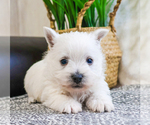 Small #1 West Highland White Terrier