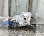 Small #1 Australian Shepherd-Pekingese Mix