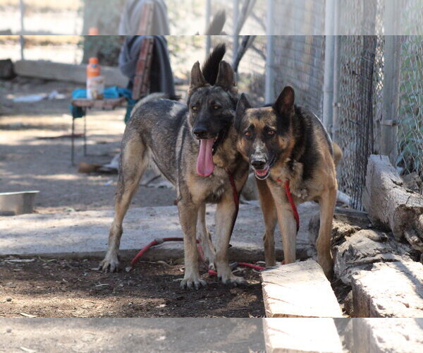 Medium Photo #2 German Shepherd Dog Puppy For Sale in El Centro, CA, USA