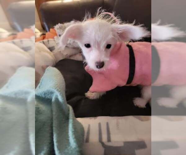 Medium Photo #1 Parson Russell Terrier-Unknown Mix Puppy For Sale in Brewster, NY, USA