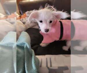 Parson Russell Terrier-Unknown Mix Dogs for adoption in Brewster, NY, USA