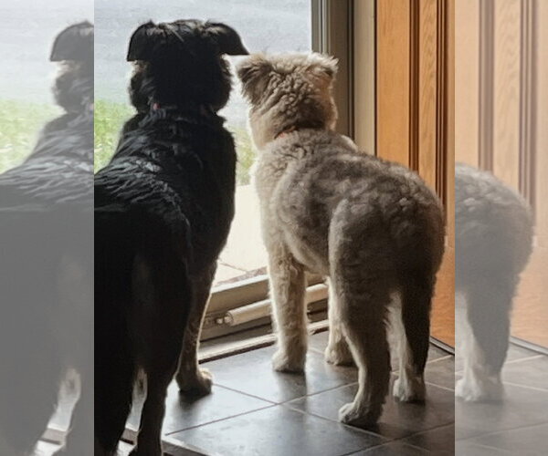 Medium Photo #4 Mutt Puppy For Sale in Cottage Grove, MN, USA