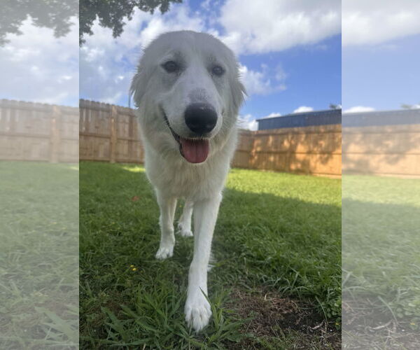 Medium Photo #11 Great Pyrenees Puppy For Sale in Houston, TX, USA