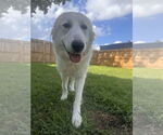 Small #10 Great Pyrenees