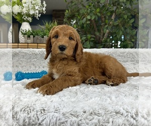 Goldendoodle Puppy for sale in GREENFIELD, IN, USA