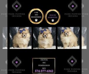Pomeranian Puppy for sale in WARSAW, IN, USA