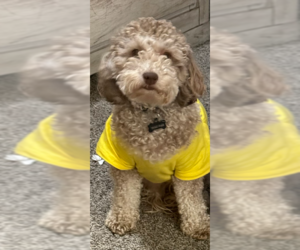 Poodle (Miniature) Dogs for adoption in San Bernardino, CA, USA