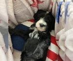 Small #6 Australian Labradoodle-Bernedoodle Mix