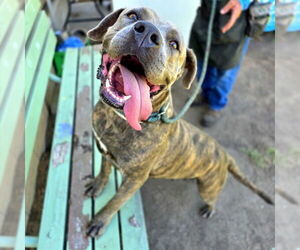 Medium American Pit Bull Terrier