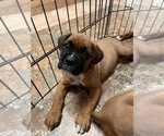 Small Photo #20 Boxer Puppy For Sale in COWETA, OK, USA