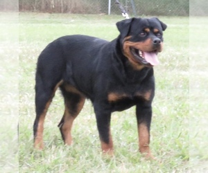 Mother of the Rottweiler puppies born on 04/14/2020